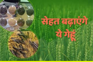 Pali' Farmers produce purple, green and black wheat, बैगनी, हरा और काले गेहूं का उत्पादन