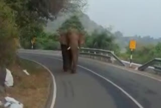 The wild elephant that derailed the bus; Passengers frozen in panic