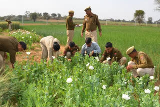 The police first took stock of the farming with the help of drones.