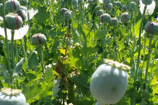 Chittorgarh news, opium cultivation