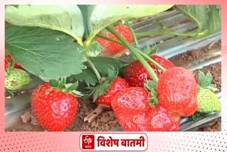 Strawberry Farming News Ratnagiri