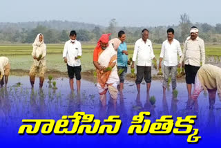 mla seethakka in agriculture field in mulugu district