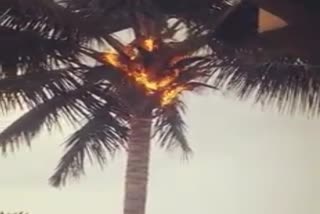 Fire into the coconut tree by knocking