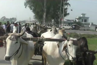 karnal cow smuggling