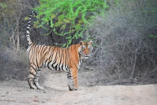 tiger in Qualji forest area, male tiger T110