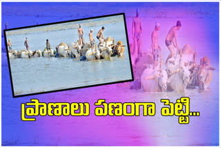 kurnool, sand transport in thungabhadra river