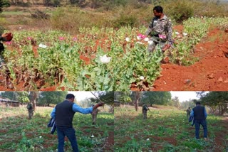 police-destroyed-illegal-poppy-cultivation-in-chaibasa