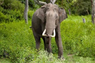 ramnagar elephants terror