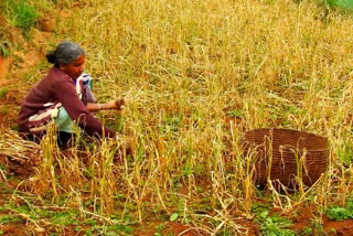 kodaikanal_vegitables