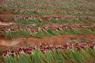 rain-effect-damage-to-the-onion