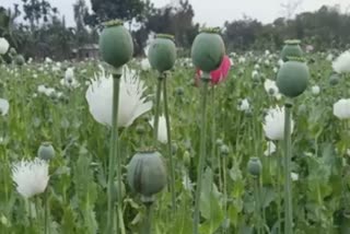 opium cultivation