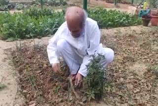 central minister pratap sarangi busy in doing cultivation