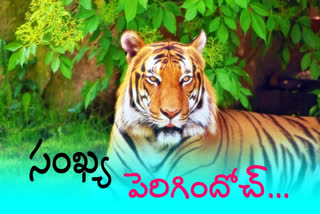 population-of-tigers-increased-in-nagarjuna-sagar-srishailam-tiger-reserve