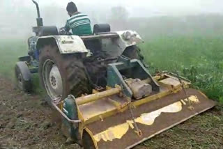किसान ने लहलहाती गेंहू की फसल पर चलाया ट्रैक्टर