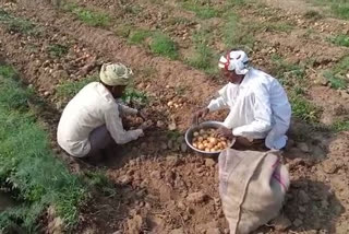 धौलपुर में सरसों की बंपर पैदावार, Mustard bumper yield in Dholpur