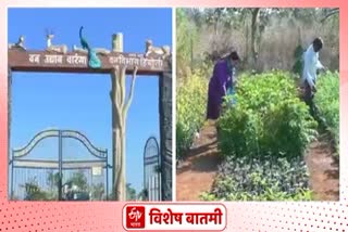 Forest staff planted a nursery on the orchard hingoli