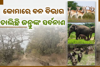 poaching case increased in Balangir  as forest department stands doll