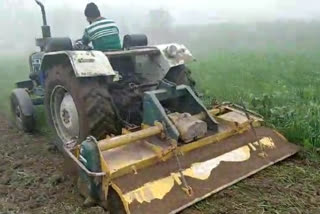 farmer destroys ready-to-harvest crop  farmer destroys crop  farmer destroys crop over farm laws  ഗോതമ്പു കൃഷി നശിപ്പിച്ചു  വ്യത്യസ്‌ത കർഷക പ്രതിഷേധം  കർഷക പ്രതിഷേധം  ഉത്തർ പ്രദേശിലെ പ്രതിഷേധം