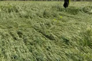 Untimely rain damage wheat Jalgaon