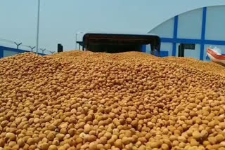 Planting of chickpeas