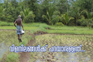 arecanut farmers  arecanut farming kasargod  അടക്ക കൃഷി  വില ലഭിക്കുമ്പോളും ഉത്പാദനം കുറഞ്ഞ് അടക്ക മേഖല  കവുങ്ങ് കൃഷി  കാസർകോട്