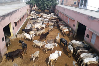 stray animal problem in gohana sonipat