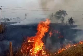 pollution are increasing in subarnapur