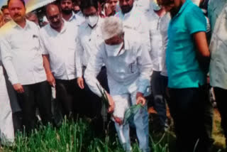 crop lossed due to untimely rain in nashik