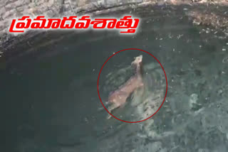 Deer that fell in the well .. Officers rescued safely in vikarabad