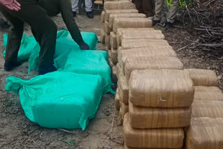 hisar police recovered 3 quintals Hemp leaf