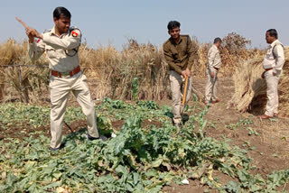 Illegal poppy cultivation destroyed
