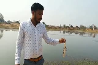 Fish dying at Nava dam pond in Giridih