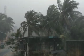 Heavy rains at harvest time: Cuddalore farmers worried