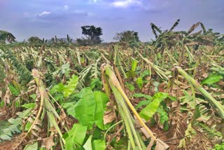 Premature rain destroyed banana crop in chamarajanagar district