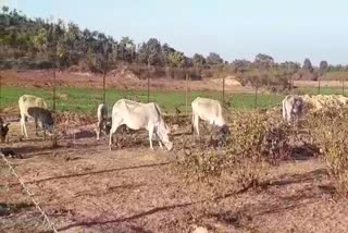 Sowing of crop on land of Gaushala