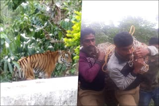 two-lives-were-lost-due-to-consecutive-tiger-attacks