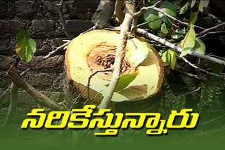 Authorities cut down huge trees at ichoda in adilabad district