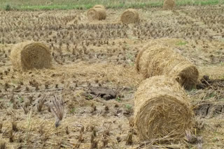 farmers Request to government for direct purchase of paddy straw