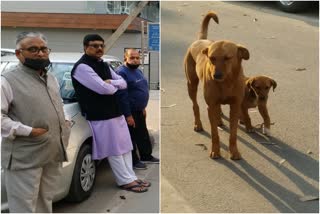 people in Chandar Nagar are in fear due to street dogs