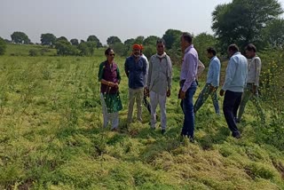 MLA Ram Bai check hail damaged crops in damoh