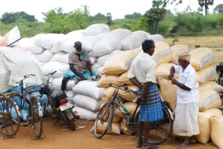 50,000 paddy bundles are stagnant in the Thiruvarur district