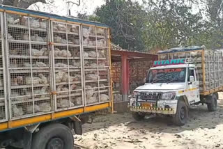 Truck full of broila chicken seized bilakhipara