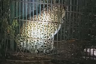 Leopard trapped in cage at Tingkhang