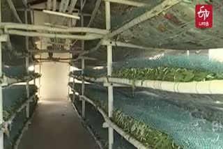 silkworm cultivation