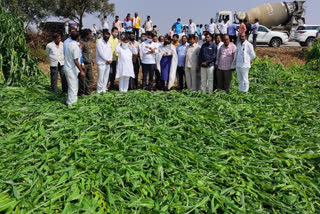 mla namita mundad inspects crops damaged by rains in beed