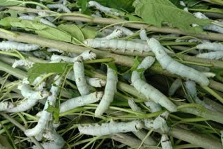 Telangana silk farming