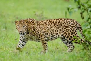 terror of leopard in khatima