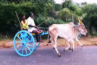 இரட்டை மாட்டு வண்டி பந்தயம்  சீறிப்பாய்ந்த காளைகள்  தேனி இரட்டை மாட்டு வண்டி பந்தயம்  மாட்டு வண்டி  மாட்டு வண்டி பந்தயம்  Double cow cart racing  Theni Double Cow Cart Race  cow cart racing  Cow Cart  Furious bulls  Theni Double Cow Cart Race in Theni