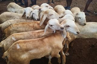 7 thieves arrested,  Ettayapuram shepherd, Thoothukudi District news, Thoothukudi latest, 7 பேர் கைது, எட்டையபுரம், தூத்துக்குடி மாவட்டச்செய்திகள்