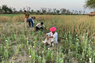 pali news, अफीम उत्पादन का मामला, आरोपी किसान गिरफ्तार